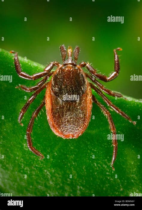 Western Blacklegged Tick Hi Res Stock Photography And Images Alamy