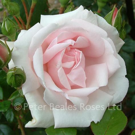 New Dawn Climbing Rose Peter Beales Roses The World Leaders In