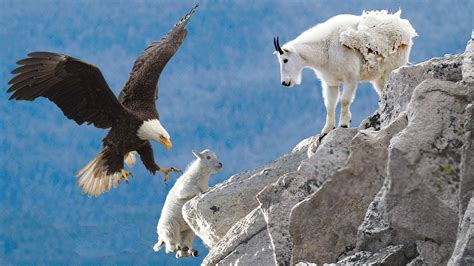 Amazing Eagle Catch Baby Mountain Goat In North America