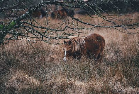 Animals Grass Horse Pony Pasture Hd Wallpaper Pxfuel