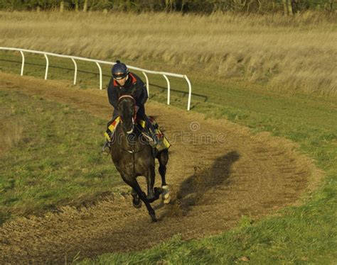 Racehorse On The Gallops In Shropshire Editorial Photography Image Of