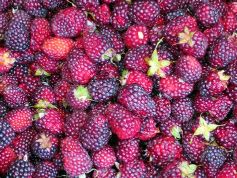 Free Images Plant Raspberry Berry Food Produce Market