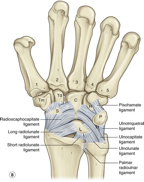 Carpal Injuries And Hand Arthritis Plastic Surgery Key