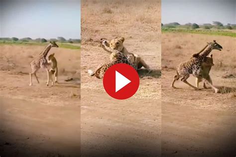 Viral Video Mother Giraffe Saves Her Baby From Lioness Makes Her Run