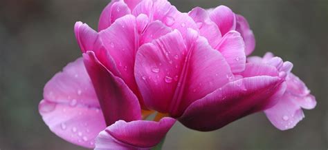 Tulipanes Rosas Descubre Su Significado Y Secretos