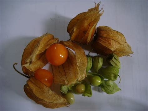 Penyemaian yang baik akan menghasilkan bibit yang sehat dan berkualitas. N U K I L A N: KALAU ASAL BENIH YANG BAIK..........