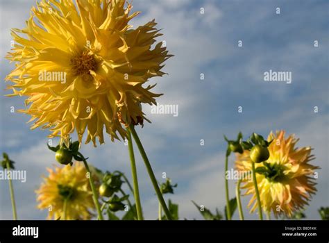 Yellow Dahlia Flowers In Garden Under A Partly Cloudy Blue Sky Stock