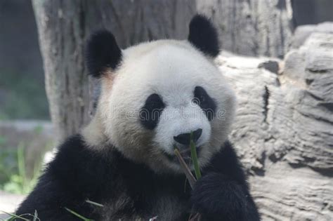 Funny Pose Of Giant Panda Stock Photo Image Of Fluffy 121023160
