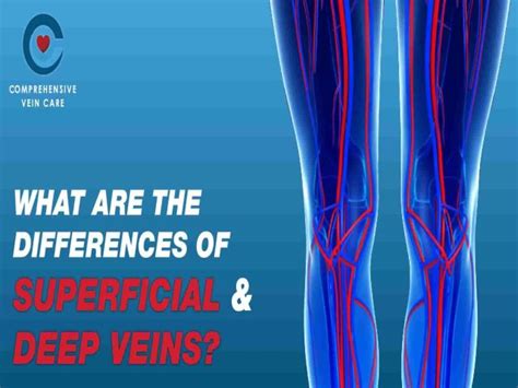 What Are The Differences Of Superficial And Deep Veins Comprehensive
