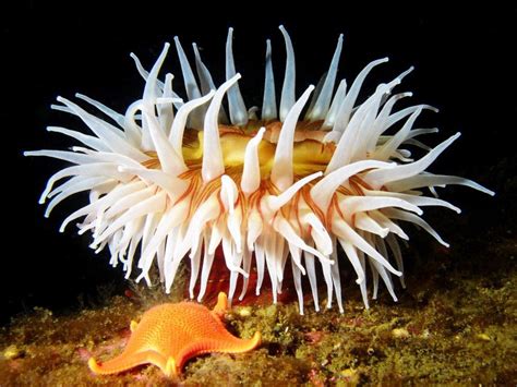 Colorful Sea Creature Photos National Geographic Sea Anemone Sea