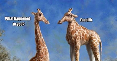Funny Jokes N Pictures Giraffe Cosmetic Surgery Fail