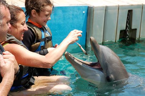 Discover Dolphins Shallow Water Experience Dolphin Quest