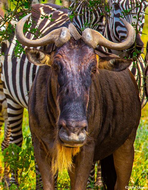 Wildebeest Close Up Serengeti National Park Tanzania 2019 Steve