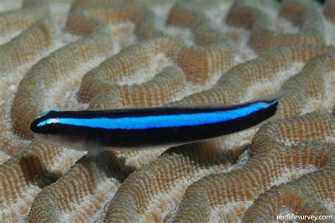 Elacatinus Oceanops Neon Goby Reef Life Survey