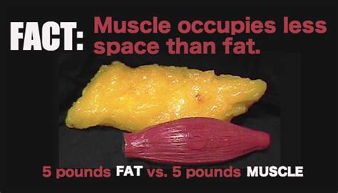 Does Muscle Weigh More Than Fat Victory Fitness Center