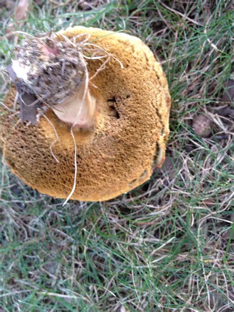 Edible Bolete Lactarius Mushroom Hunting And Identification