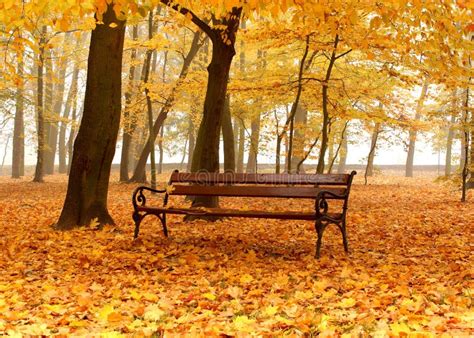Bench In Autumn Park In Foggy Day Stock Photo Image Of Solitude