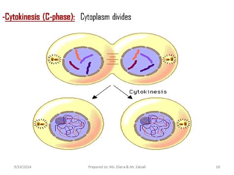 Cytokinesis Drawing At Explore Collection Of