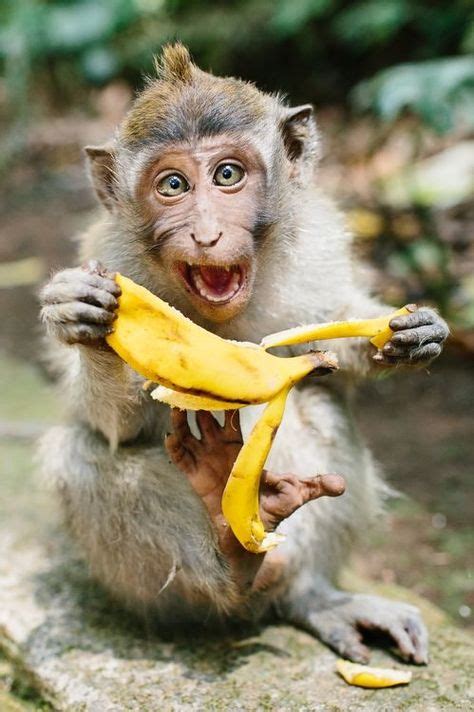 Psbattle Monkey Going Ape Over A Banana Animals Animals Beautiful