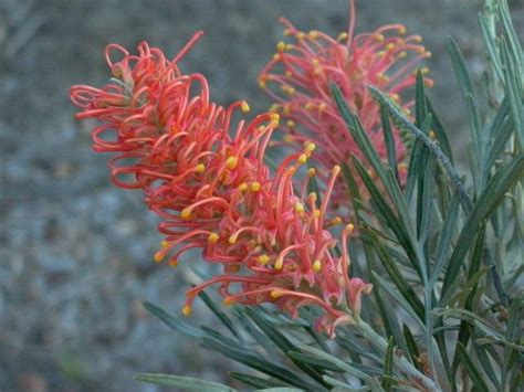 Check spelling or type a new query. Grevillea 'Coastal Sunset' Medium shrub: 2-3m high x 2m ...