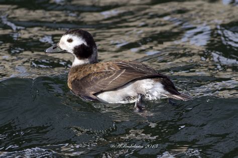 Ann Brokelman Photography Long Tailed Ducks Burlington Bridge Jan 12