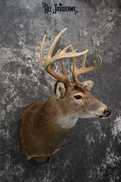 Whitetail Deer Taxidermy Shoulder Mount For Sale Sku 1724 All Taxidermy