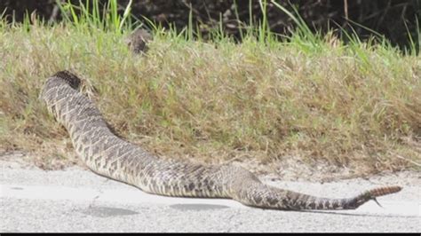 Woman Captures Photo Of Massive Snake In Florida