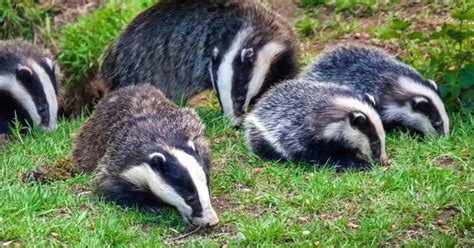 6 Ways To Stop Badgers Digging In Your Garden Garden Doctor