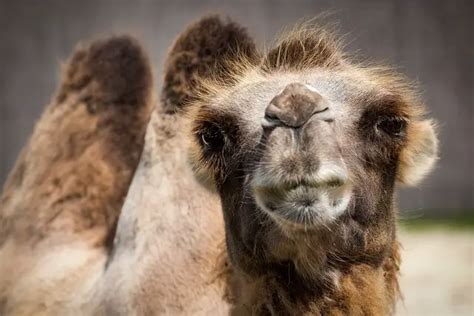 How Much Does A Camel Cost? Price + Worth - ChickenMag
