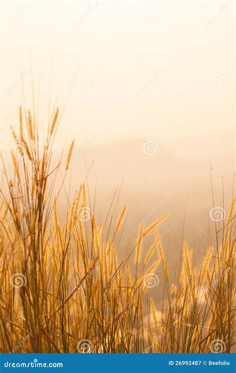 Dry Grass Field Stock Image Image Of Color Grass Pasture 26992487