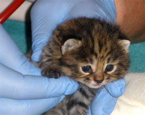 African Black Footed Cat This Rare Baby African Black Foot Flickr