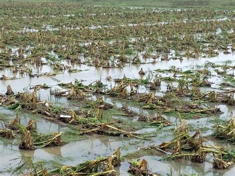 Puerto Ricos Agriculture Sector Devastated By Hurricane Maria Csg Erc Csg Erc