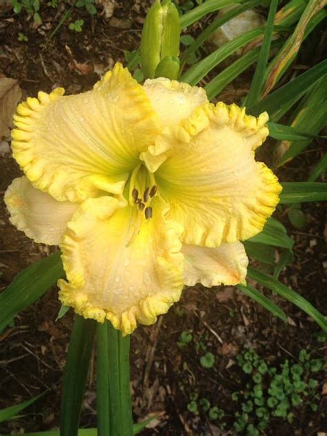 (double dish x (double plus x wildest dreams)) t'13 Daylilies forum: brighten your day with Yellows! - Garden.org