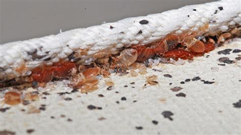 Are Bed Bugs Worse Than We Thought School Integrated Pest Management