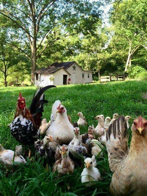 Pin By Anita Craig On Farm And Country Life Farm Chickens Backyard
