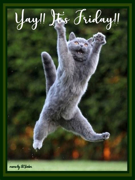 Yay Its Friday Cat Junoing For Joy Cute Cats Funny Animals