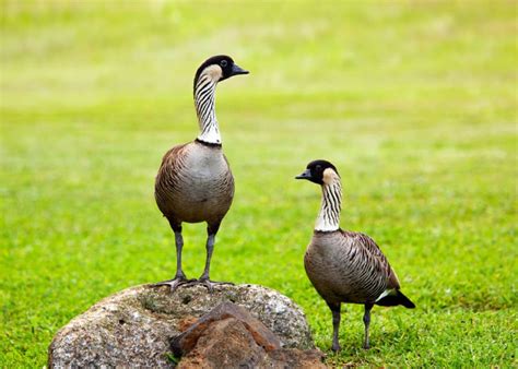 64 Endemic Birds Of Hawaii Checklist For Birding In Hawaii