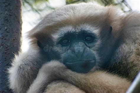 Emotion Of A Cute Monkey Sad Monkey Stock Photo Image Of Background