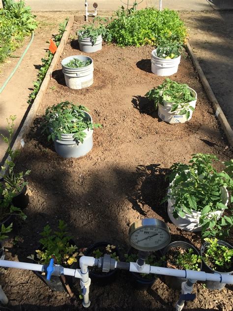 Sacramento Digs Gardening For Better Tomatoes Go Deep