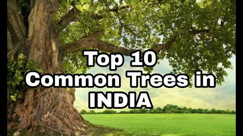 Common Trees In India Trees Top 10 Trees In India Youtube