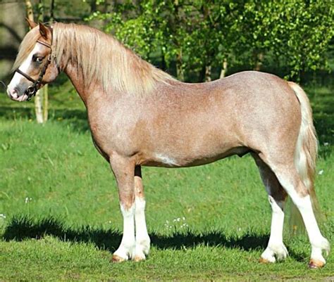 Red Roan Sabino Welsh Mountain Pony Section A Stallion Ysselvliedts