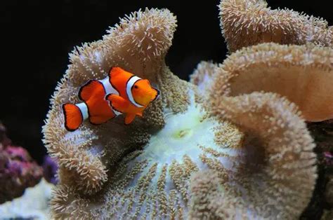 Do Clownfish Eat Copepods Aquarium Labs