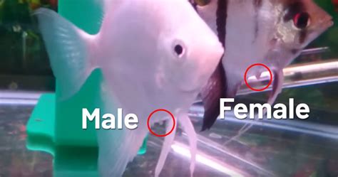 Male Or Female Angelfish How To Determine The Gender Of Angelfish