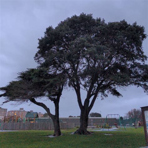 Bexhill Museum On Twitter Rt Colin Davey Twilight At Egerton Park