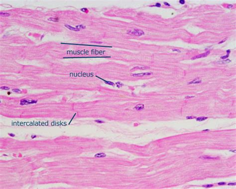 Cardiac Muscle Tissue Under Light Microscope Micropedia