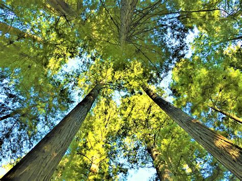 Quarry Lakes Recreational Park - The Hidden Gem Of Fremont, California