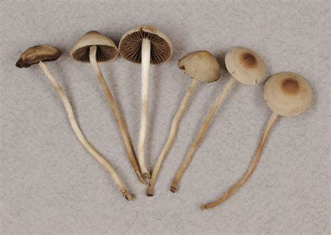 Panaeolina Foenisecii Mushrooms Up Edible And Poisonous Species Of