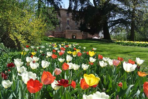 Messer Tulipano > Sagre & Fiere in Langa e Roero - Piemonte Eventi
