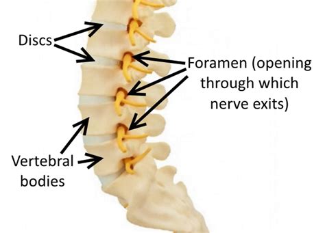 What Is A Foramen In Anatomy Images