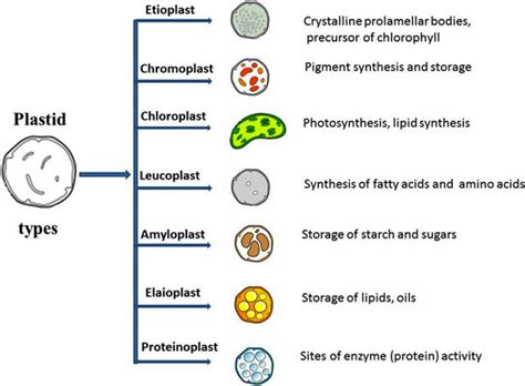 Plastid And Its Various Types With Their Respective